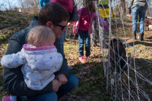 Enota Park Goats
