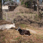 Enota Park Goats