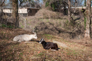 Enota Park Goats
